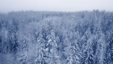 4K-Aerial-Video-of-Northern-Nature-Forest-in-Winter,-After-Snowstorm