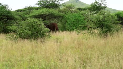 Tracking-shot-of-a-male-elephant-trying-to-break-a-branch-of-a-tree-in-Serengeti
