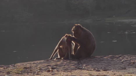 Monkey,-macaques