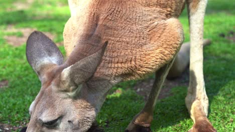 Close-up-shot-of-a-kangaroo-foraging-on-green-pasture,-eating-fresh-grass-in-the-wild,-Australian-native-animal-species