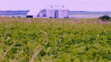 Field-of-soybean-plants-growing-with-the-grain-bins-or-silos-in-the-background