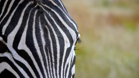 Close-up-zebra-head-standing-in-a-meadow-surrounded-by-dozens-of-flies