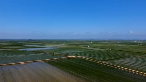 Aerial-view-of-flooded-rice-fields