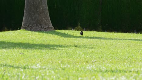Blackbird-looking-for-food-in-the-grass