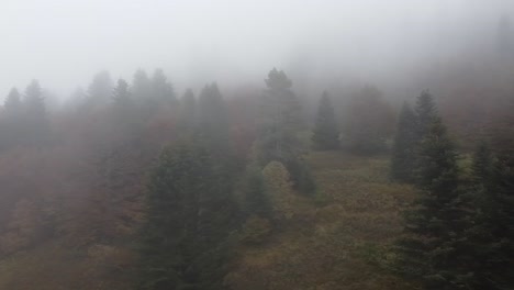 Flug-Durch-Einen-Mystischen-Kiefernwald-Im-Herbst-In-Den-Pyrenäen
