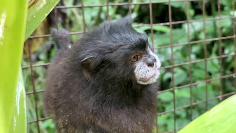 Tamarin-monkey-in-animal-rescue-center
