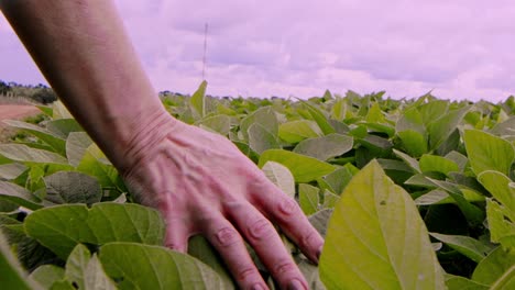 A-person's-hand-brushing-through-the-leaves-of-soybean-plants-in-slow-motion---healthy-crop-growing-on-a-farmland-field