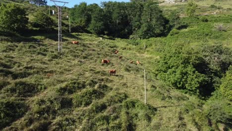 Vacas-Pastando-En-Los-Prados-Del-Norte-De-España