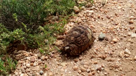Leopard-Tortoise-with-broken-shell-stayes-still-on-gravel-ground,-close-up