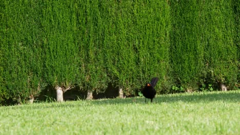 Blackbird-running-in-the-grass