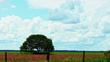 Plowed-field-prepared-to-plant-a-soybean-crop---a-lone-tree-remains-in-the-farmland-countryside