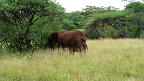Wide-shot-of-father-Elephant-with-calf-eating-leaves-from-Acacia-tree-in-Savanna