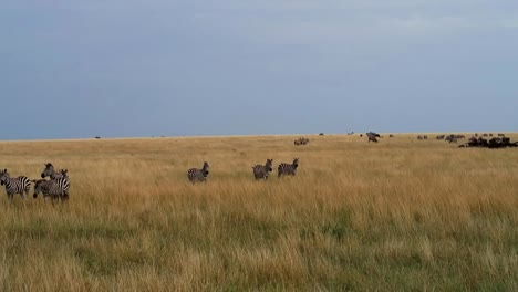 Herd-of-Zebras-eating-grass-in-vast-plain-endless-Savanna-field,-Tanzania