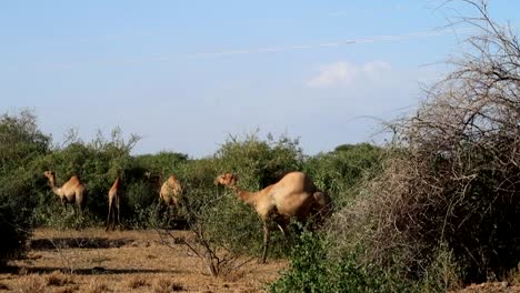 Toma-Estática-De-Una-Caravana-De-Camellos-Que-Viven-En-La-Grieta-Africana-Desde-Marruecos-Y-Dubai