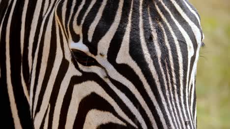 Close-up-shot-A-zebra-head-standing-in-a-meadow-with-a-light-breeze