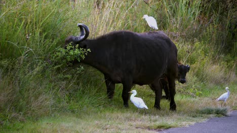 Tracking-shot-of-egrets-standing-on-the-backs-of-a-buffalo