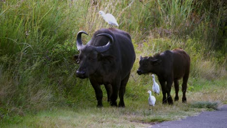 static-shot-of-a-mother-and-young-buffalo-walking-with-egrets-beside