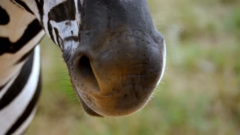 Close-up-shot-of-muzzle-and-head-of-zebra