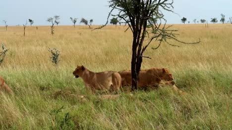 Kamerafahrt-Einer-Löwin,-Die-Sich-Mit-Anderen-Auf-Der-Wache-In-Der-Serengeti-Hinlegt