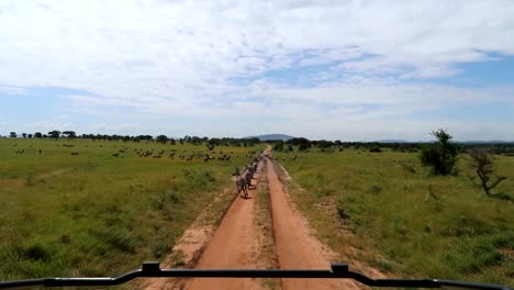 POV-drive-on-Safari-4x4-car-on-dirt-road-in-Serengeti-National-Park,-many-zebras