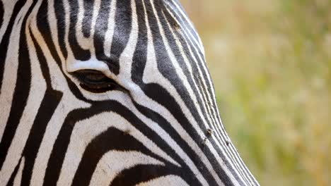 Close-up-A-zebra-head-standing-in-a-meadow-surrounded-by-dozens-of-flies