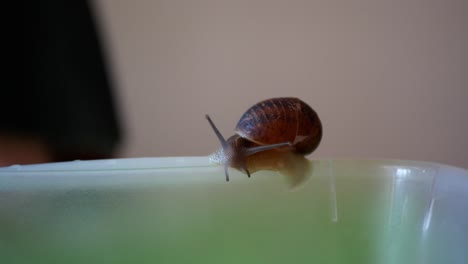 Snail-with-a-broken-shell-on-the-edge-of-a-plastic-box