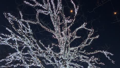 Hermoso-árbol-Iluminado-Con-Bombillas-Blancas-Para-La-Temporada-De-Invierno-De-Navidad-En-La-Noche
