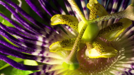 Passion-Flower-blooming