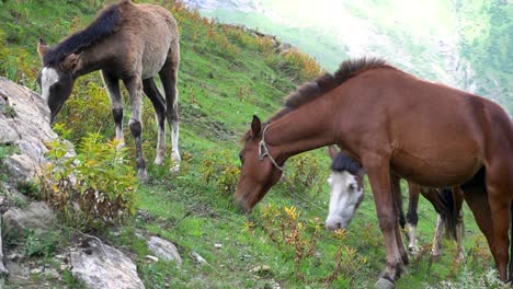 Himalaya-Pferd-Mit-Babypferd-Grasen-In-Der-Unteren-Himalaya-Region-Des-Kaschmir-Tals
