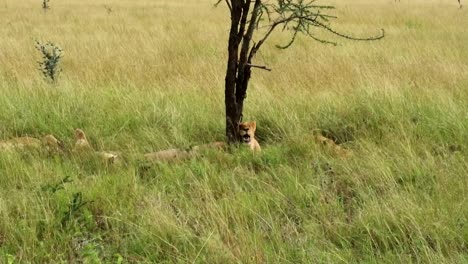 Hand-held-shot-of-a-pride-of-Lions-and-Lioness-resting-at-the-base-of-a-tree-in-Serengeti