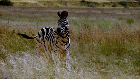 A-zebra-standing-in-a-meadow-with-a-light-breeze