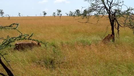 Weite-Aufnahme-Eines-Löwen,-Der-Sich-Einer-Löwin-In-Der-Afrikanischen-Savanne,-Tansania,-Afrika-Nähert