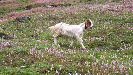 A-herd-of-white-furry-Himalayan-Goats-in-the-meadows-of-upper-himalayan-region,-Neelum-Valley-Kashmir
