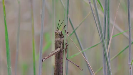 Grasshopper-hanging-on-a-plant-in-a-field-in-nature