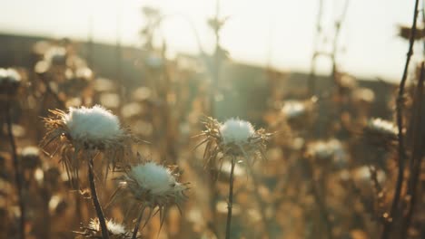 Dry-thistle-flowers-during-sunset-in-summer-outdoors