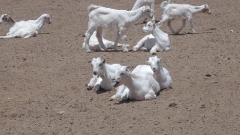 View-of-Macheras-local-goats-as-several-babies-lay-together-in-the-dirt