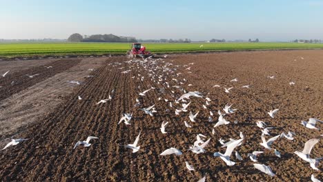 Drone-view-of-birds-seagulls-following-working-plowing-tractor-on-brown-earthy-field