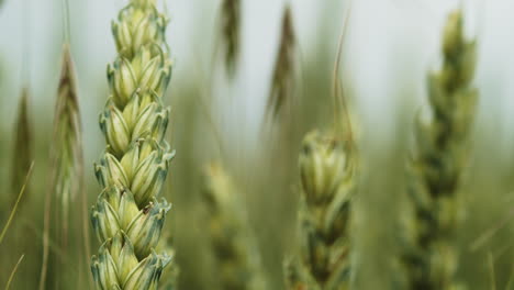 New-green-wheat-stalks-sway-in-windy-field,-macro,-slow-motion
