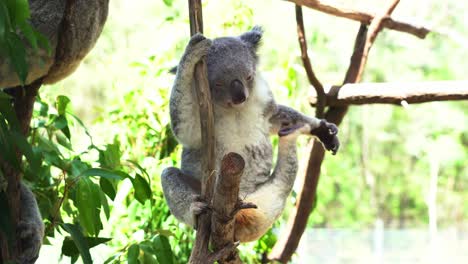 Weiblicher-Koala,-Phascolarctos-Cinereus,-Streckt-Seine-Oberen-Gliedmaßen-Aus,-Kratzt-Und-Pflegt-Seinen-Flauschigen-Unterarm-Mit-Seinem-Hinteren-Fuß-Bei-Tageslicht-Im-Australischen-Naturschutzgebiet,-Nahaufnahme