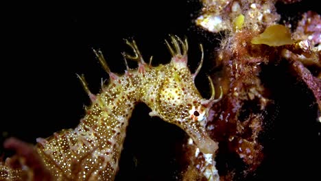 Hippocampus-Breviceps-Kurzköpfiges-Seepferdchen-Südaustralien-4k-25fps