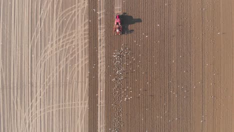 Dron-view-of-birds,-seagulls-following-farming-tractor-plowing-brown-earthy-field-in-vertical-line