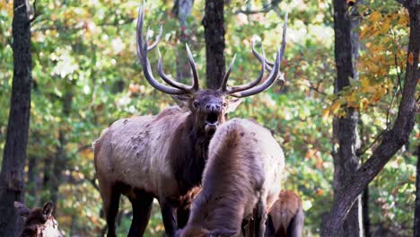 Bull-Elk-Bugle-in-Front-of-Female-Elk-During-Fall-Rut