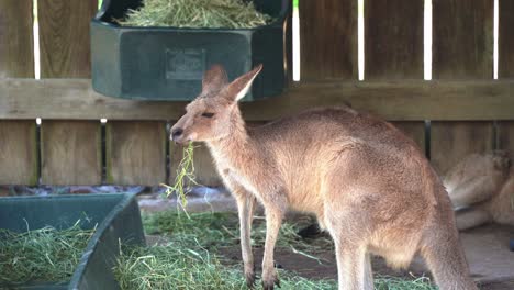 Profile-shot-capturing-a-kangaroo-munching-and-feasting-on-grass-hay-in-wildlife-sanctuary,-Australian-native-animal-species