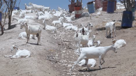 Many-Macheras-local-goats-lay-in-the-dirt-in-Cyprus,-Greece