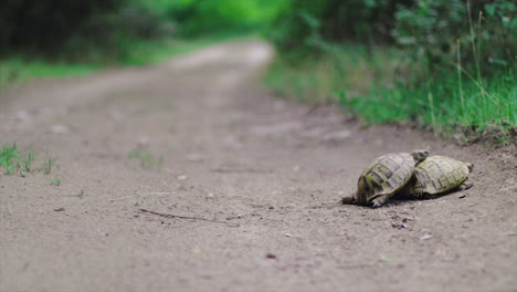 Turtles-mating-in-the-middle-of-the-road-in-wilderness