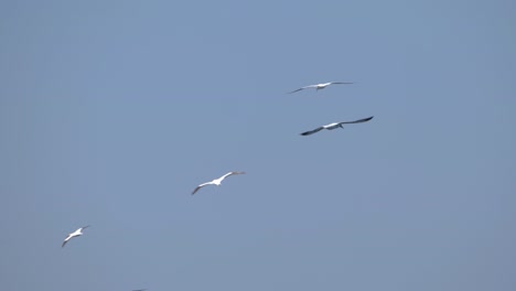 Ultra-slow-motion-shot-of-flock-of-seagulls-flying-on-clear-blue-sky-in-summer