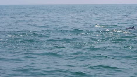 Huge-group-of-dolphins-swimming-and-jumping-out-of-the-water-in-crystal-cear-bluw-water-just-off-the-coast-of-Muscat-Oman
