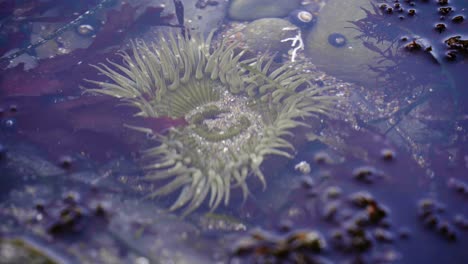 Close-up-of-Ocean-Tide-Pools-ecosystem-with-anemone-and-crab