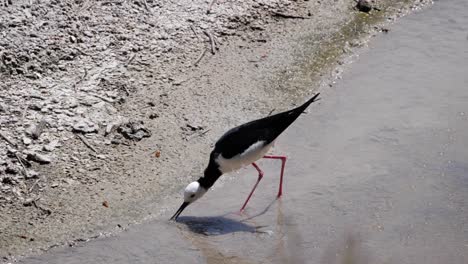 Ultra-slow-motion-shot-of-pied-stilt-bird-feeding-in-shallow-water-in-New-Zealand