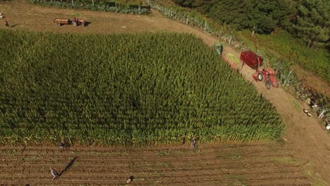 People-Working-in-Corn-Field-Aerial-View